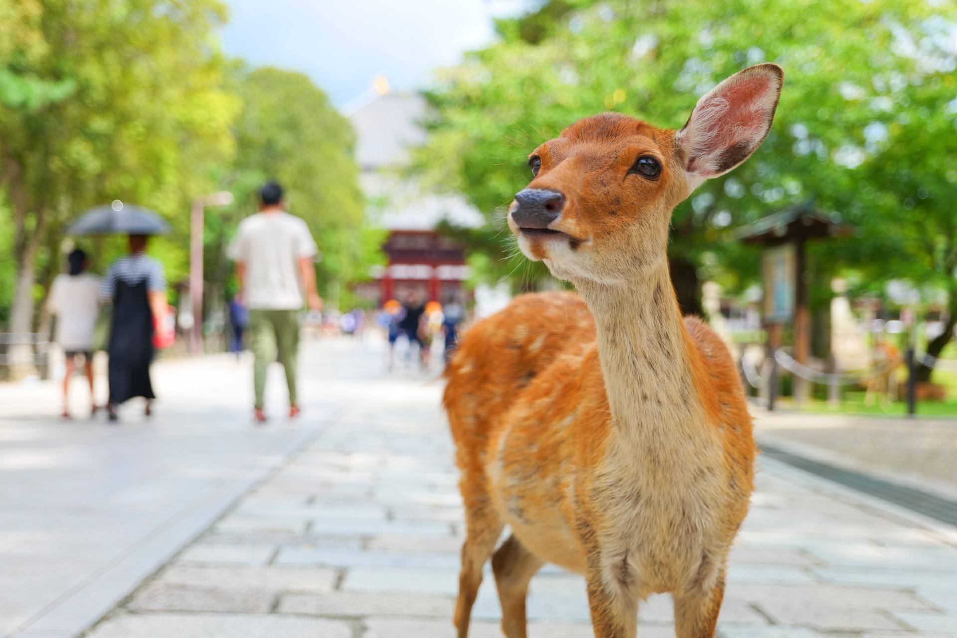 Excursion à Nara avec excursionjapon.com
